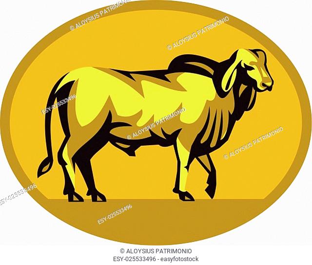 Illustration of a brahman bull looking front viewed from the side set inside oval shape on isolated background done in retro style