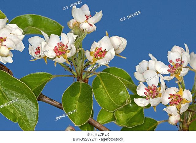 common pear (Pyrus communis), blooming pear branch, Germany