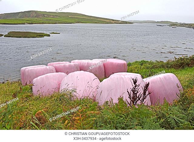fodder bundles wrapped in pink plastic, Clifden, Connemara, County Galway, Republic of Ireland, North-western Europe