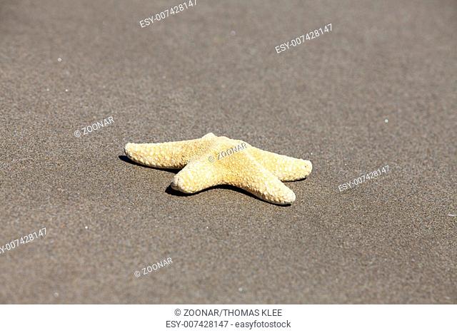 Starfish - Asterias rubens - on the sandy beach