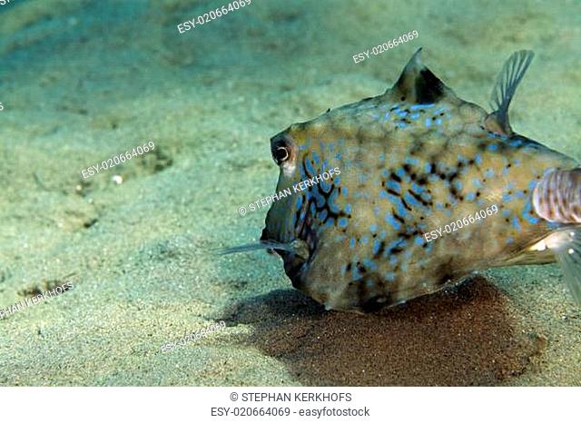 Thornback boxfish in the Red sea