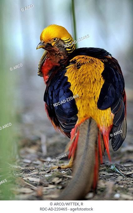 Golden Pheasant, male, Chrysolophus pictus