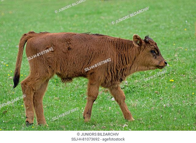 Recreated Aurochs, Heck Cattle (Bos primigenius primigenius). Calf walking on a meadow. Germany
