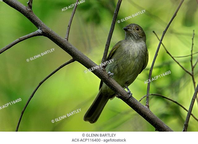Pale-bellied Tyrant-Manakin (Neopelma pallescens) perched on a branch in the grasslands of Guyana