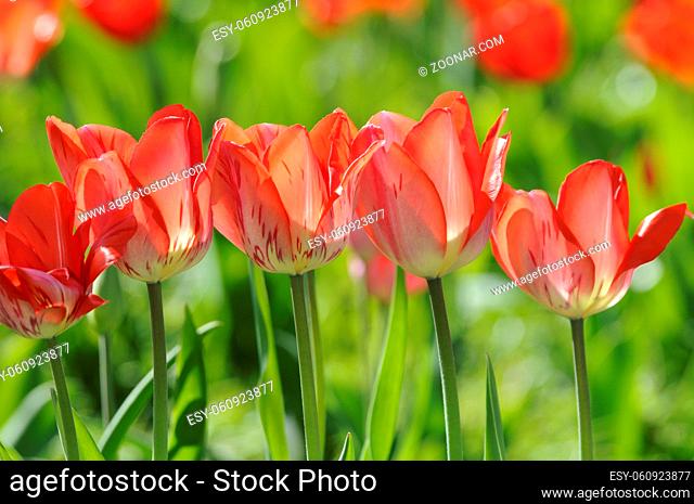 Tulpen, tulpe, tulipa, rot, garten, gartenblume, gartenblumen, blumengarten, zierpflanze, zierpflanzen, liliengewächse, pflanze, pflanzen, blume, blumen, blüte