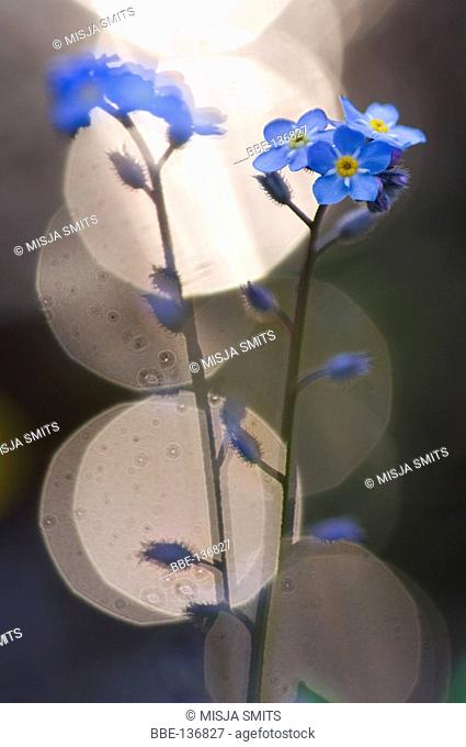 Close-up of Water Forget-me-not with in the background the reflection of water