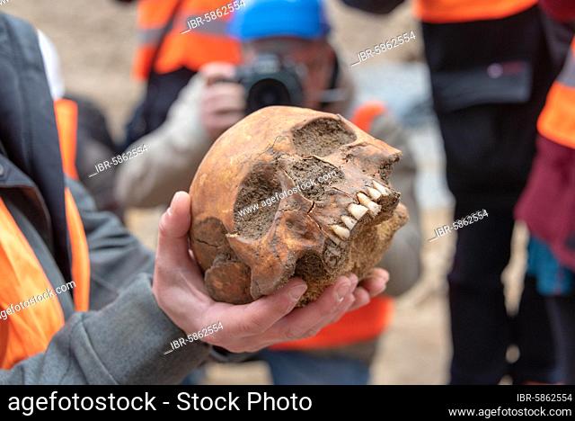Skull, human skull, found during archaeological excavations, Magdeburg, Saxony-Anhalt, Germany, Europe