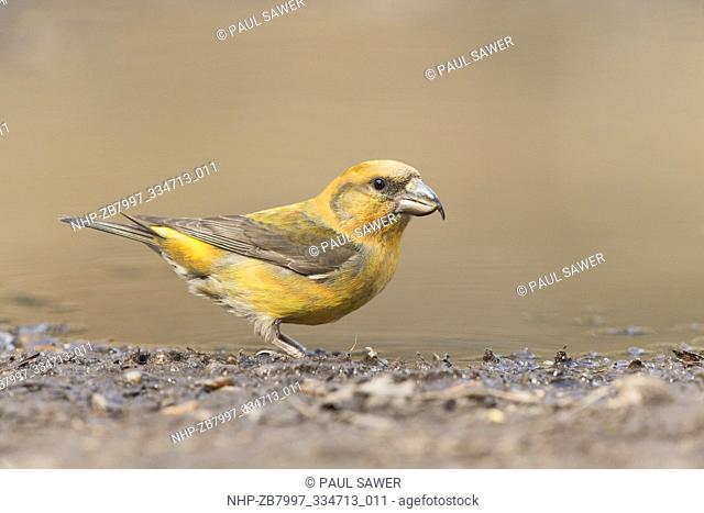 Common Crossbill (Loxia curvirostra) adult male standing at edge of puddle, Suffolk, England, April