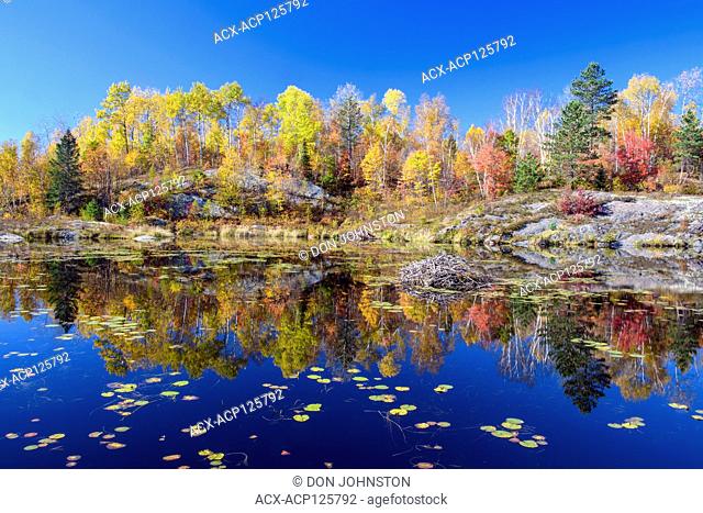 Autumn reflections in a beaver pond, Greater Sudbury, Ontario, Canada