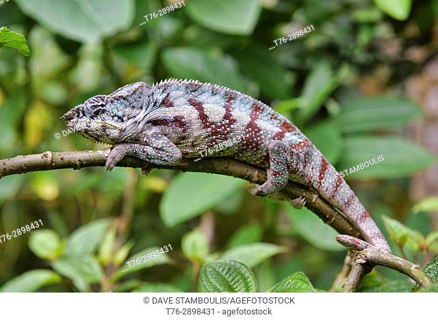 Colourful Panther chameleon (Furcifer pardalis), Île Sainte-Marie, Madagascar