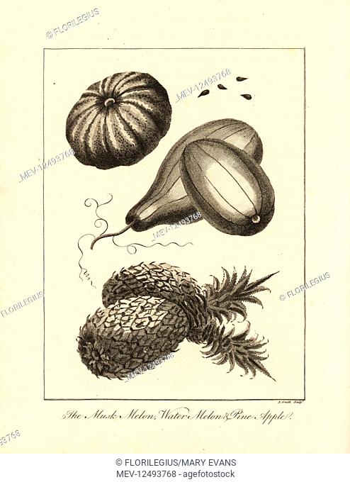 Musk melon, Cucumis melo, watermelon, Citrullus vulgaris, and pineapple, Ananas comosus. Copperplate engraving by A. Smith after an original illustration by...