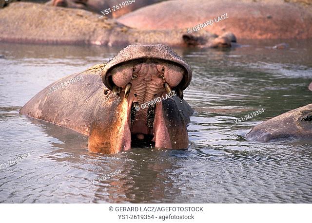 Hippopotamus, hippopotamus amphibius, Adult standing in Lake, Opening Mouth, Virunga Park in Congo