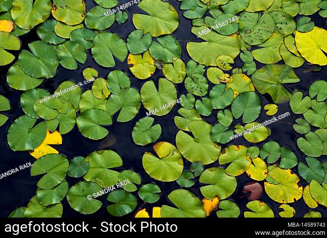 Water lily leaves, Aschauteiche near Eschede, South Heath Nature Park, Lüneburg Heath, Germany, Lower Saxony