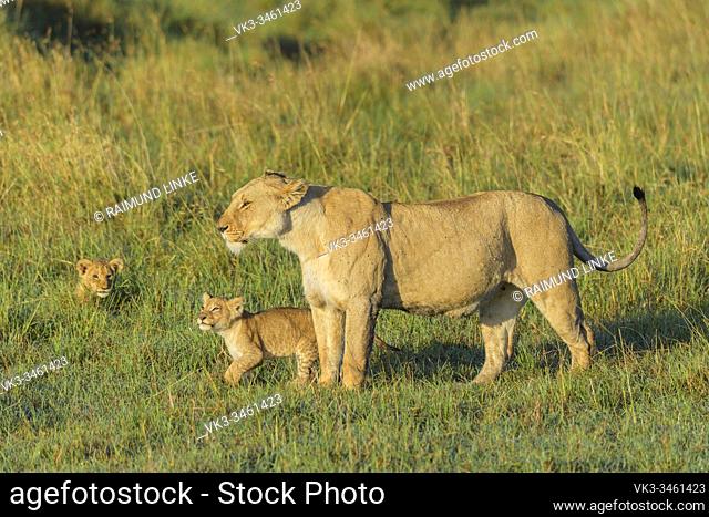 African lion, Panthera Leo, female with two cub, Masai Mara National Reserve, Kenya, Africa