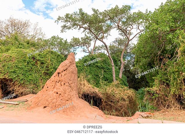 Anthill pointing North at the Waterberg Mountain Plateau near Ot