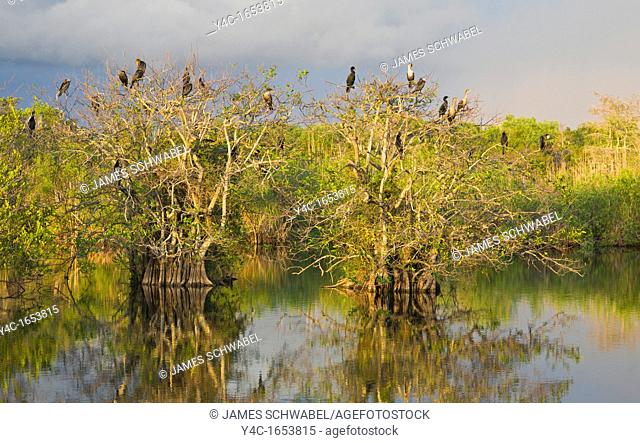 Late afternoon sunlight on birds in trees on the Anhinga Trail in the Royal Palm area of Everglades National Park Florida