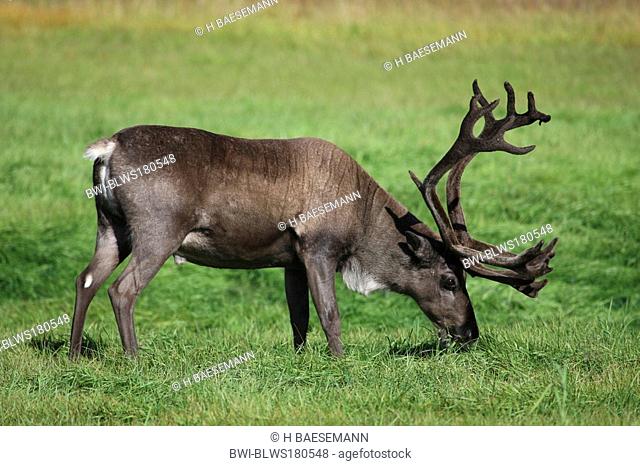 European reindeer, European caribou Rangifer tarandus tarandus, male in velvet, Norway, Troms, Kvaløya
