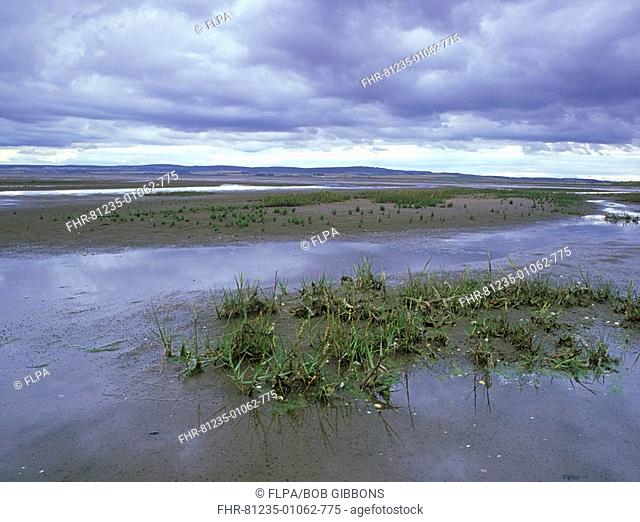 Saltmarsh and mudflats with spartina, Lindisfarne NNR, Holy Island, Northumberland, England