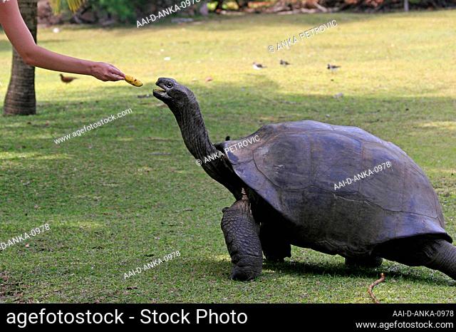 Woman's hand feeding aldabra giant tortoise a banana on grass, (Aldabrachelys gigantea), Curieuse Island, Seychelles