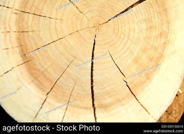 Top view of a tree stump isolated with Radial cracks