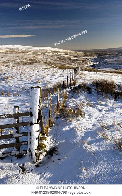 View of snow covered moorland and fence, near Ashgill Head, Harwood, Teesdale, County Durham, England, winter