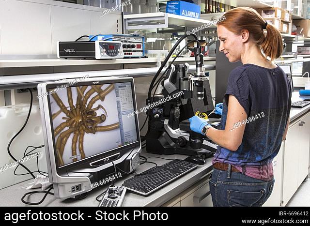 Biologist of the Aquatic Ecosystems Group, during her research work on isopod spiders, at the Faculty of Biology, University of Duisburg-Essen, Essen