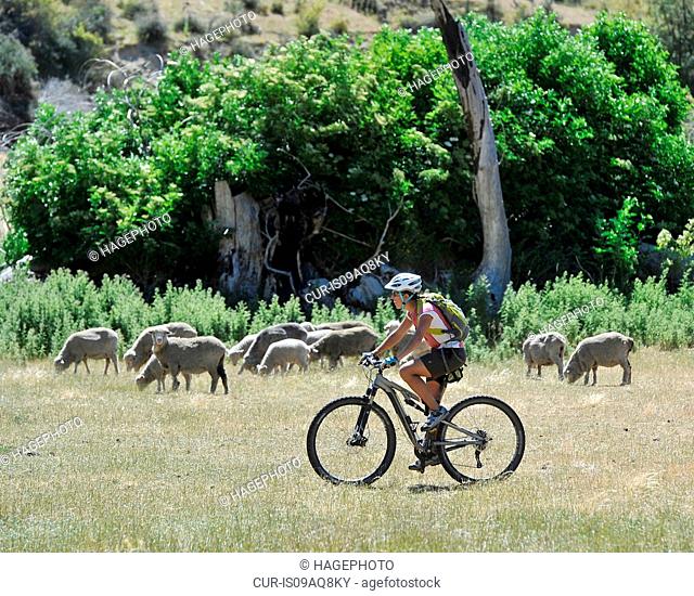 Mid adult woman cycling in field with sheep, New Zealand