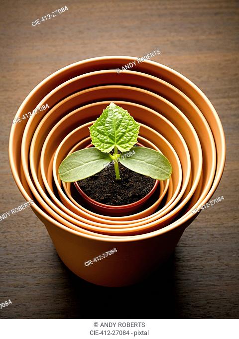 Plant sprouting in nesting flowerpot