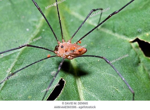 Harvestman with Mites, Standing Indian Campground, Nantahala National Forest, NC