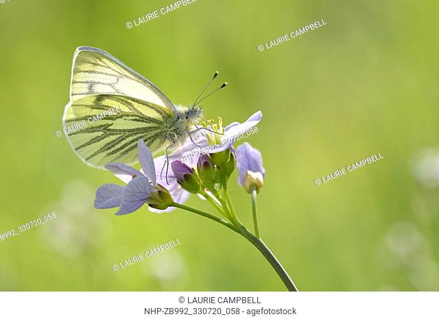 Green-veined White Butterfly (Pieris napi) nectaring on cuckoo flower, Little Druim Wood, Glen Finglas, Woodland Trust Reserve