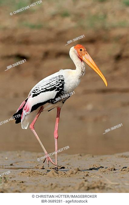 Painted Stork (Ibis leucocephalus, Mycteria leucocephala), Uttar Pradesh, India