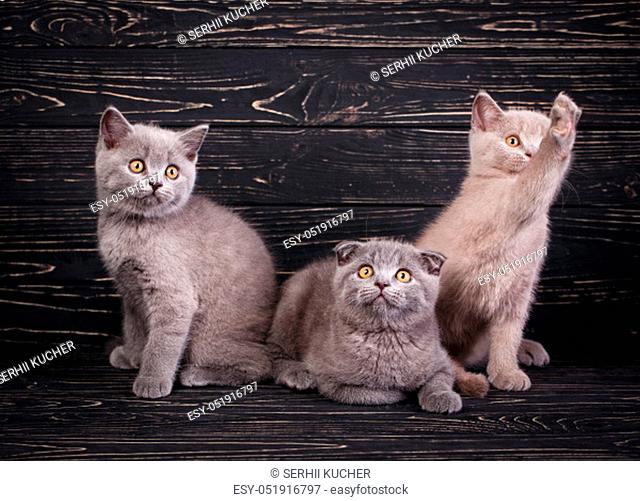 Scottish straight and scottish fold kittens. Three kittens. Two kittens are sitting and one is lying. The cat raised his paw. Miles are fluffy kittens
