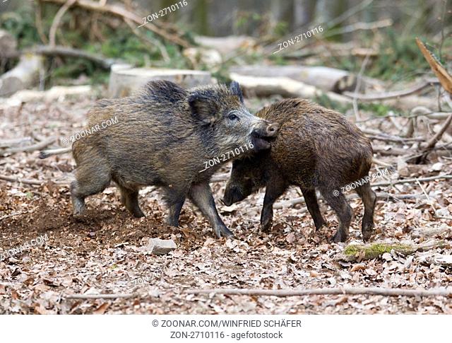 Wildschwein (Sus scrofa), streitende junge Wildschweine