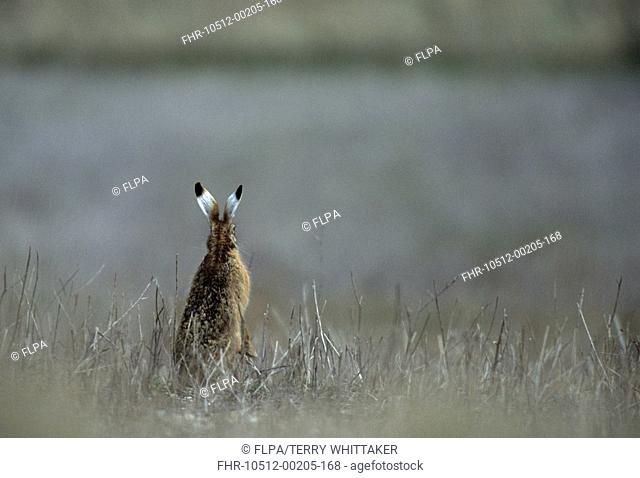 European Hare Lepus europaeus Standing on hind legs - Rye Harbour Nature Reserve, East Sussex, England