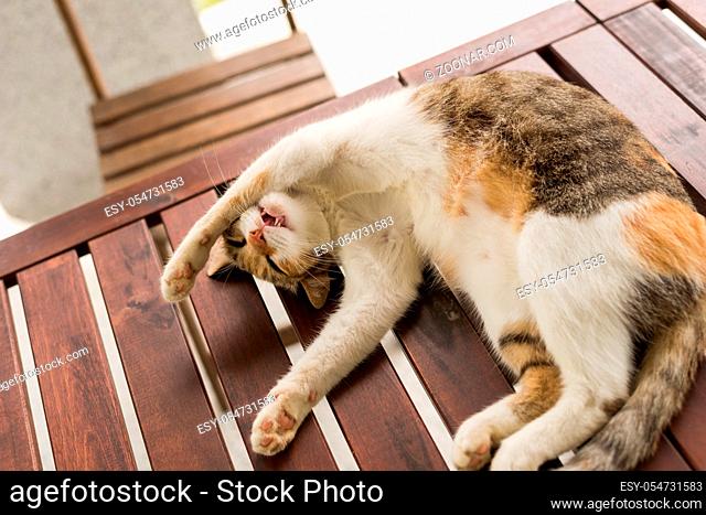 cute cat sleeping and lying on wooden desk in the outdoor