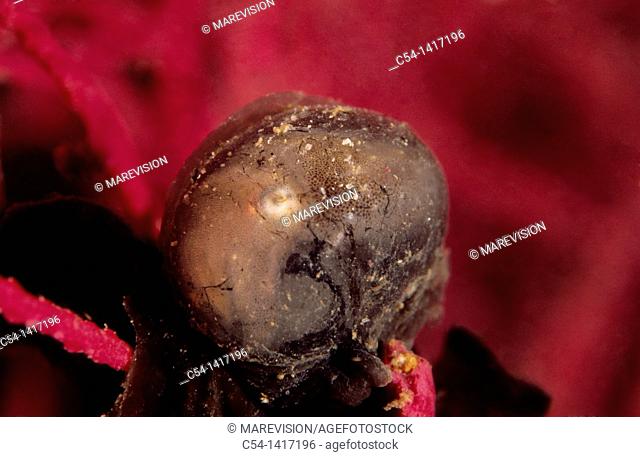 Embryo of Cuttlefish (Sepia officinalis) into the egg, Eastern Atlantic  Galicia  Spain