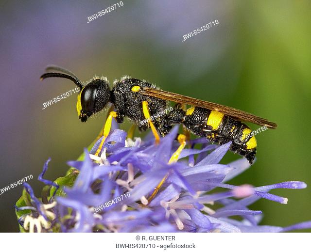 Ornate Tailed Digger Wasp (Cerceris rybyensis), Male foraging on Sheep's Bit Scabious (Jasione montana), Germany