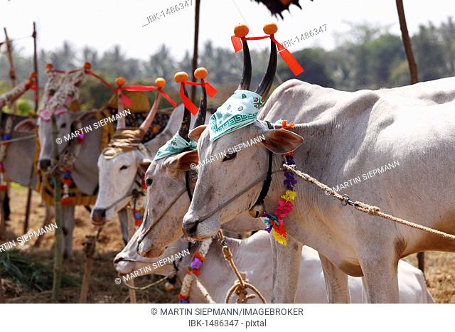 Decorated Zebu or humped cattle, cattle market south of Hunsur, Karnataka, South India, India, South Asia, Asia