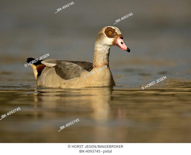 Egyptian Goose (Alopochen aegyptiacus), Luxembourg