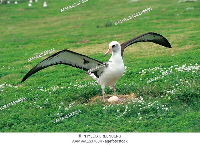 Laysan Albatross wings spread on nest (Diomedea immutabilis) Midway Island