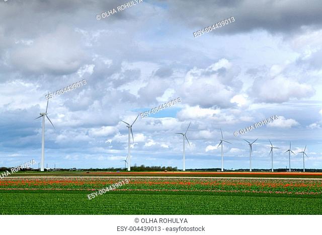 tulip fields and windmills