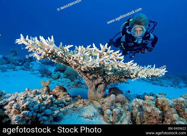 Diver looking at small polyp stony coral (Acropora) affected by coral bleaching due to warming of the oceans, Red Sea, Hurghada, Egypt, Africa