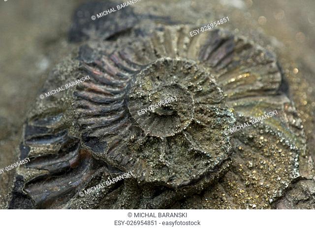macro photo of fossil of ammonite isolated over white