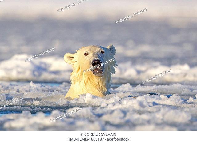 United States, Alaska, Arctic National Wildlife Refuge, Kaktovik, One sub adult polar bear swim in slush ice along a barrier island outside Kaktovik, Alaska