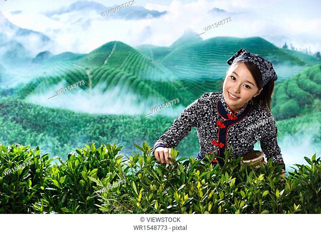 An oriental woman plucking tea in tea garden
