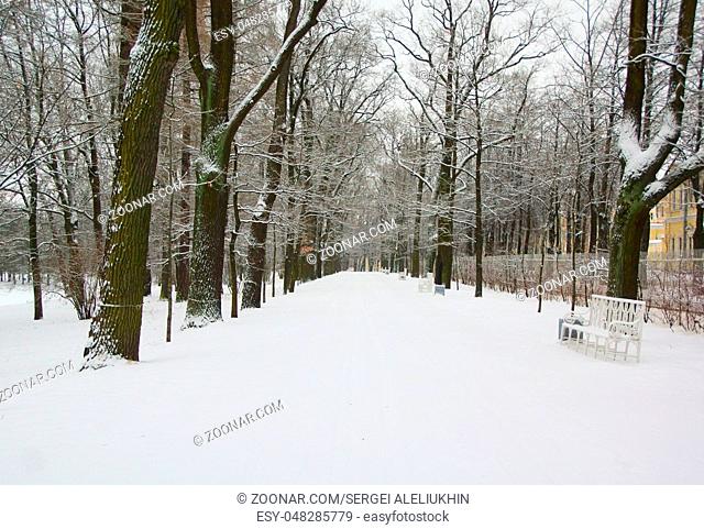 Walk in the snowstorm, January day in Catherine Park in Tsarskoye Selo