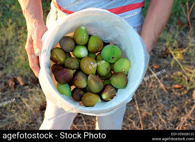 Hands holding bucket of ripe figs. Freshly picked fruit