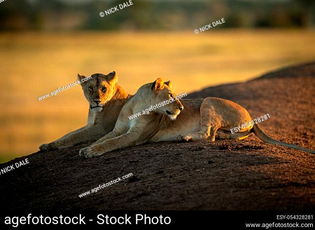 Lioness lying beside another looks behind her