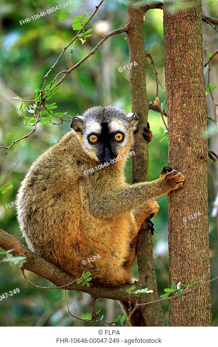 Red-fronted Lemur Lemur fulvus rufus adult female in tree, Berenty Game Reserve, Madagascar
