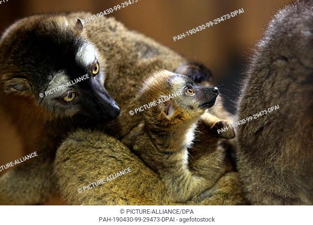 30 April 2019, Saxony-Anhalt, Magdeburg: A nearly four weeks old Rotstirnmaki (Eulemur rufifrons), a primate-type from the group of the lemurs